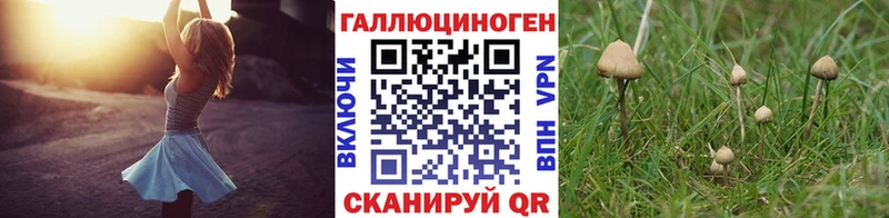 Купить закладки  Щигры  Галлюциногенные грибы GOLDEN TEACHER 